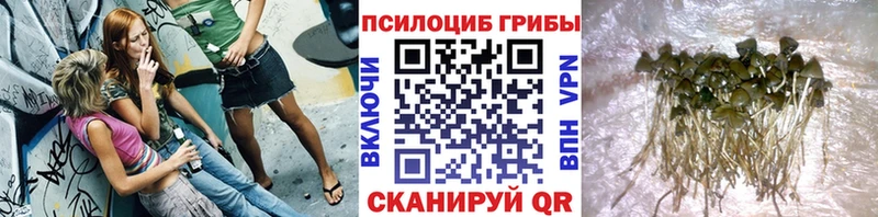 Псилоцибиновые грибы GOLDEN TEACHER  kraken рабочий сайт  Королёв  купить наркоту 